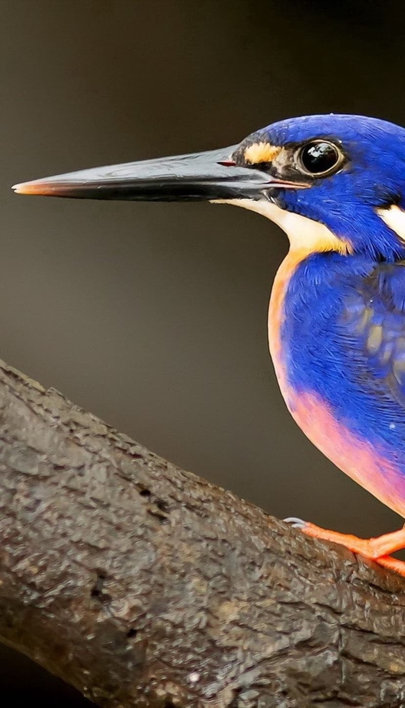 Blue kingfisher with a pink breast and yellow collar perched on a textured branch against a blurred background.