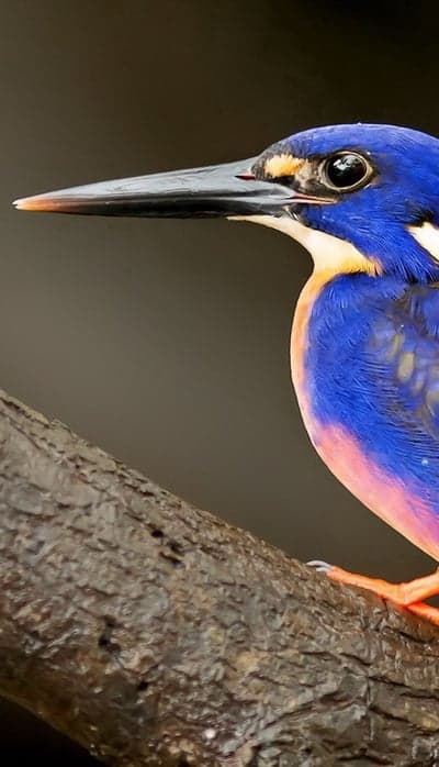Vibrant Blue Kingfisher Perched on a Textured Branch