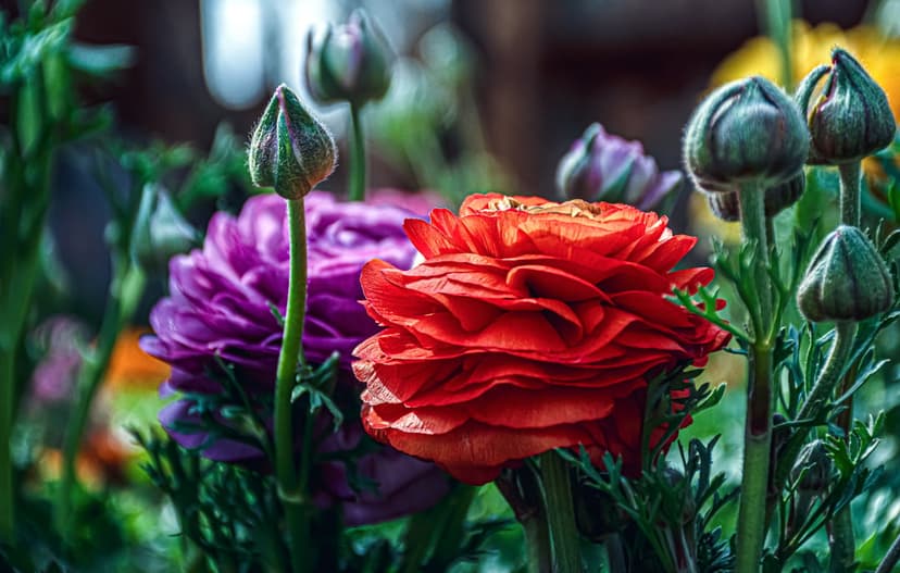 Red ranunculus flower with ruffled petals centers a group of purple blooms and green buds in a soft garden.