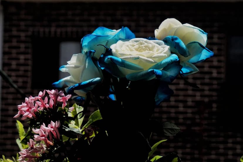 White roses with blue-dipped petal edges arranged with small pink flowers against a dark, shadowed background.