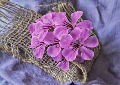 Purple Geranium Flowers on Burlap and Linen