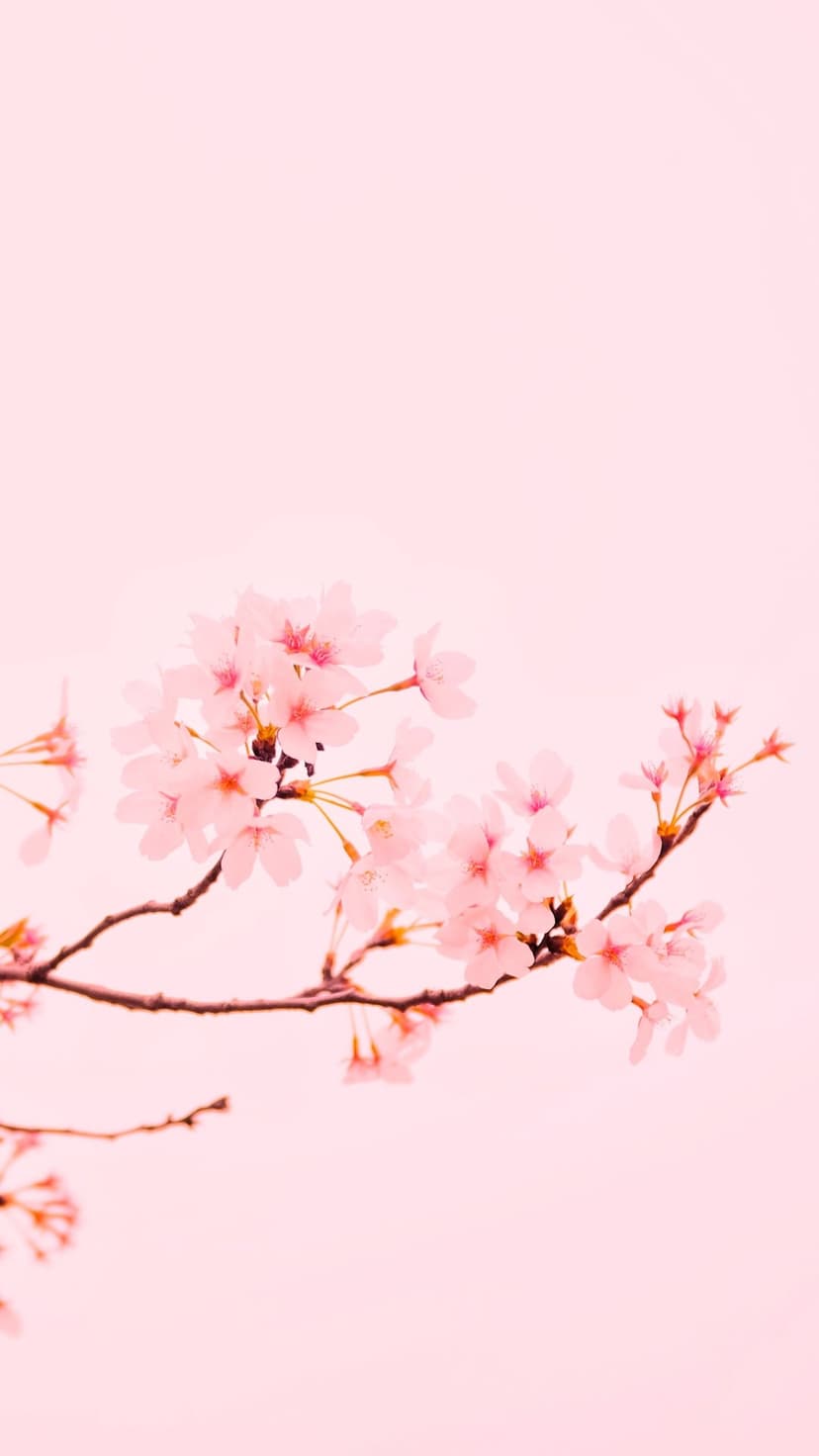 Cherry blossom clusters with dark pink centers bloom on a branch against a soft pastel pink background.