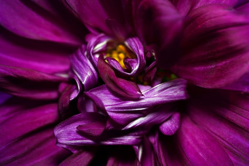Dark purple dahlia petals with delicate veins and a soft velvet texture in a tight macro floral composition.