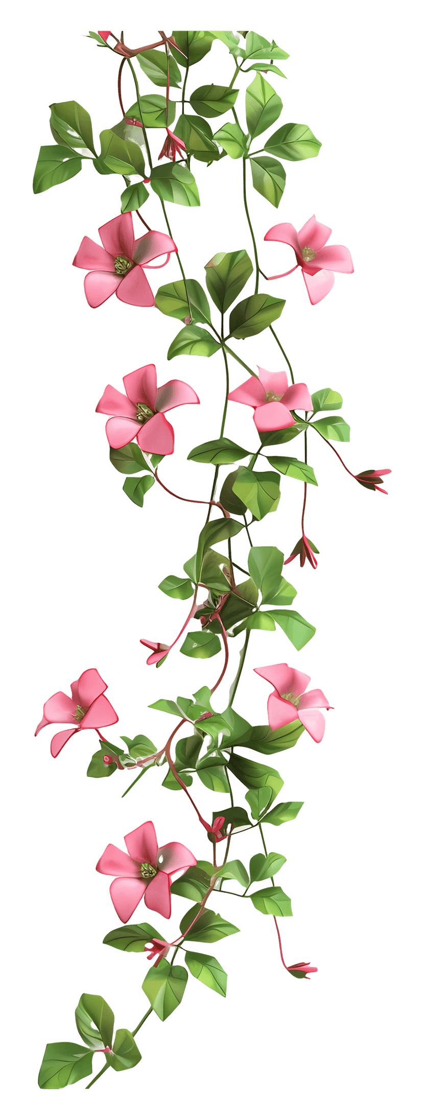 Pink flower hanging vines cascade downward with green leaves in a detailed watercolor botanical illustration.