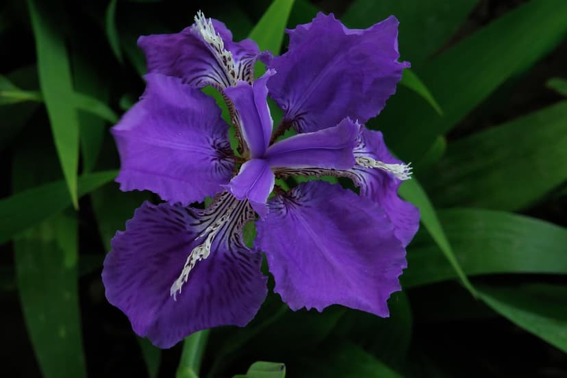 Purple iris flower with white and dark stripes viewed from above against a blurred green leaf background.