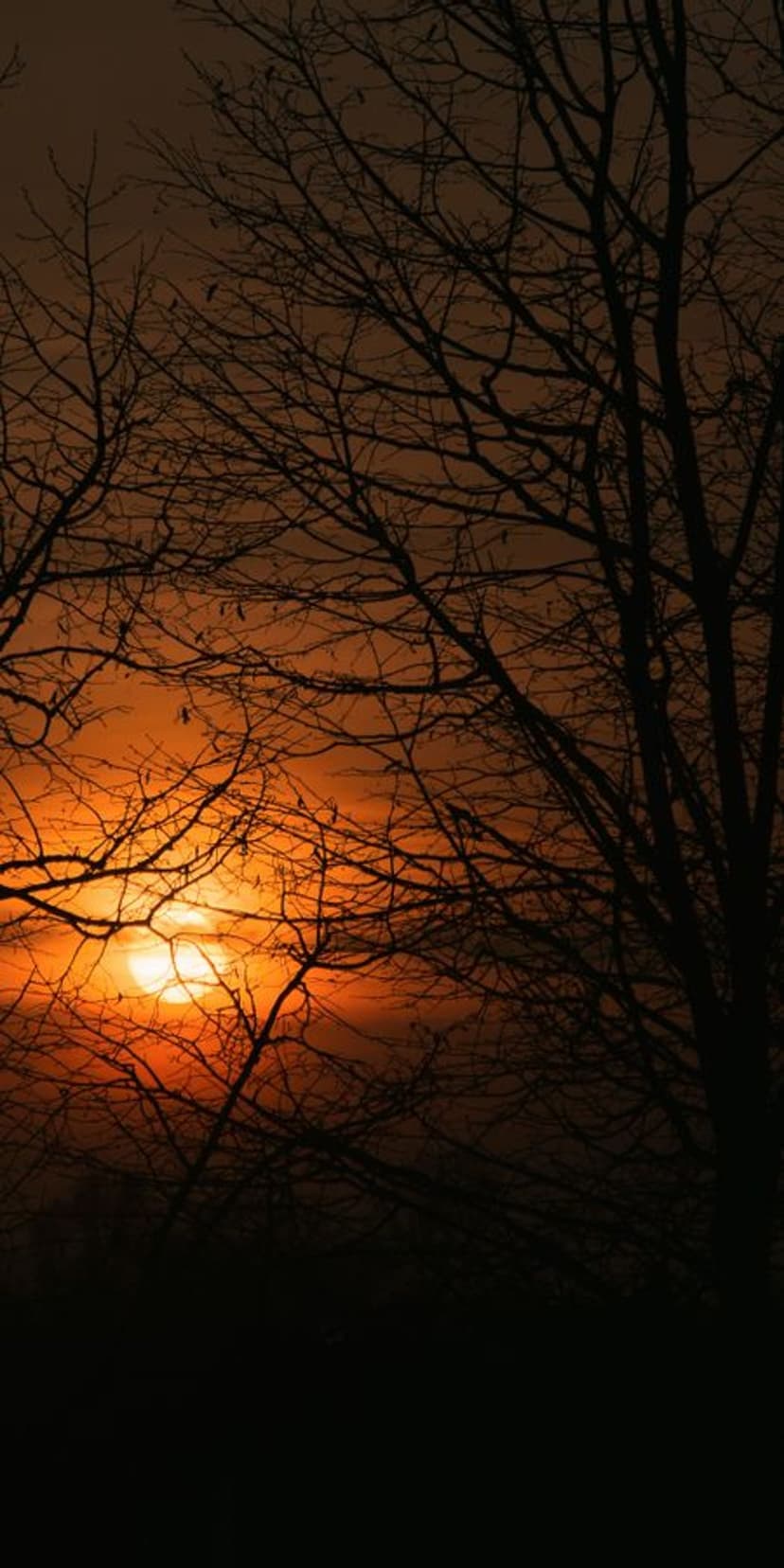 Bare black tree branches silhouetted against a brilliant orange and red sunset sky in a vertical composition.