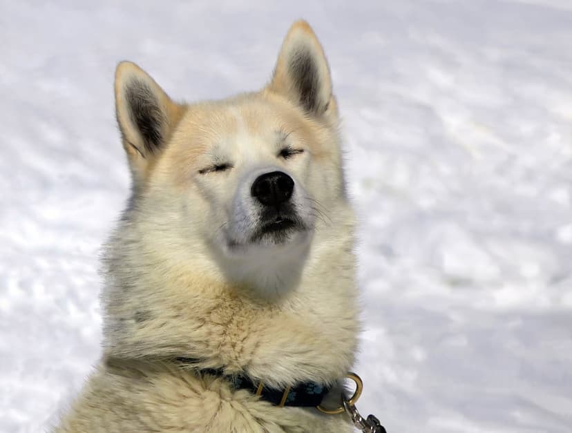 Siberian Husky with closed eyes and a dark collar resting in a soft-focus snowy outdoor environment.