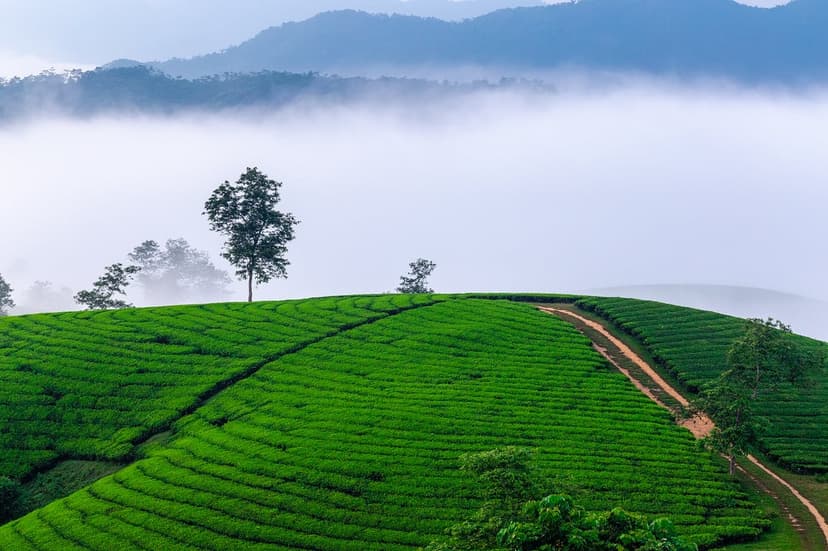 Layered green tea terraces cascade down a misty mountain slope during a golden sunrise in a vertical landscape.