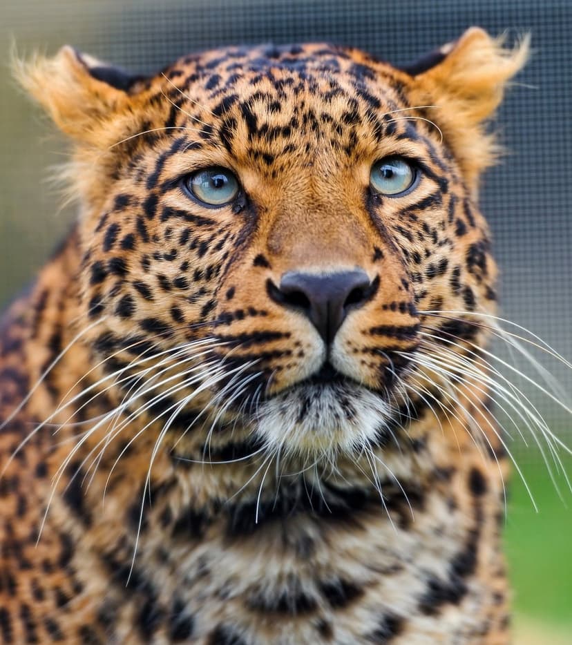 Leopard face with piercing blue eyes, black spots on tan fur, and white whiskers against a blurred background.