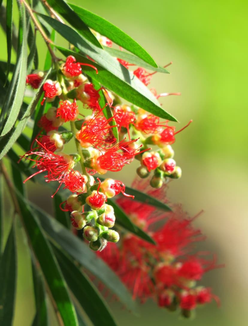 Red bottlebrush stamens radiate outward against elongated green leaves and a blurred garden background.