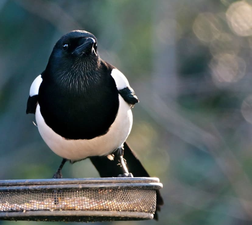 European magpie with black and white plumage perched on a metal mesh bird feeder against a blurred forest backdrop.