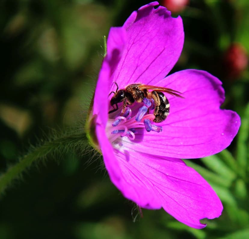 Honeybee pollinating a magenta geranium flower with sunlit fuzzy textures and a soft green garden background.