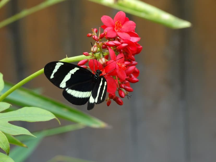 Black butterfly with white wing spots perches on a cluster of red flowers against a soft green bokeh background.