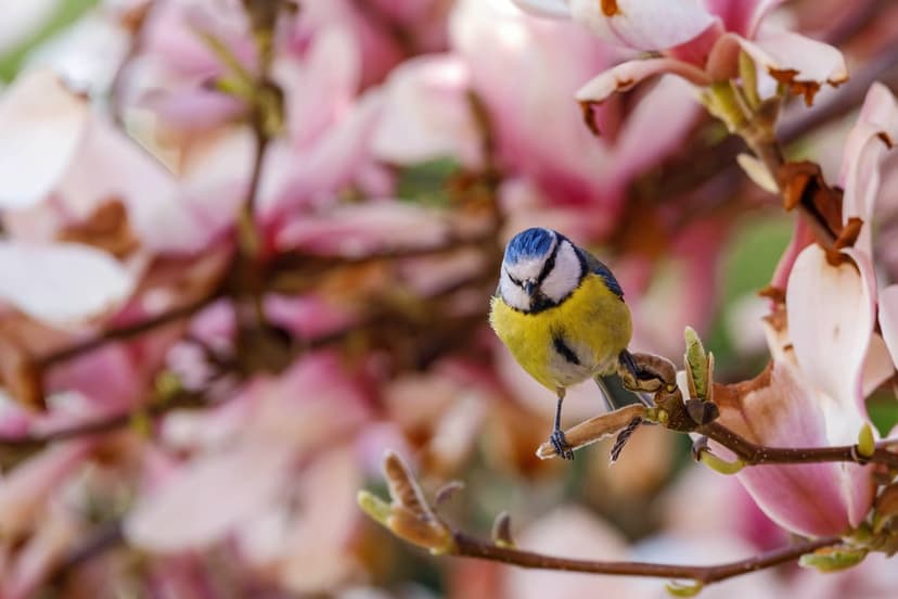 Blue tit bird perches on a branch of pink magnolia blossoms during spring with a soft blurred background.