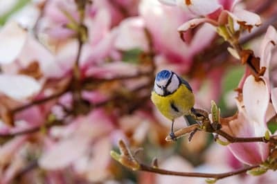 Blue Tit Bird on Spring Magnolia Bloom Mobile Background