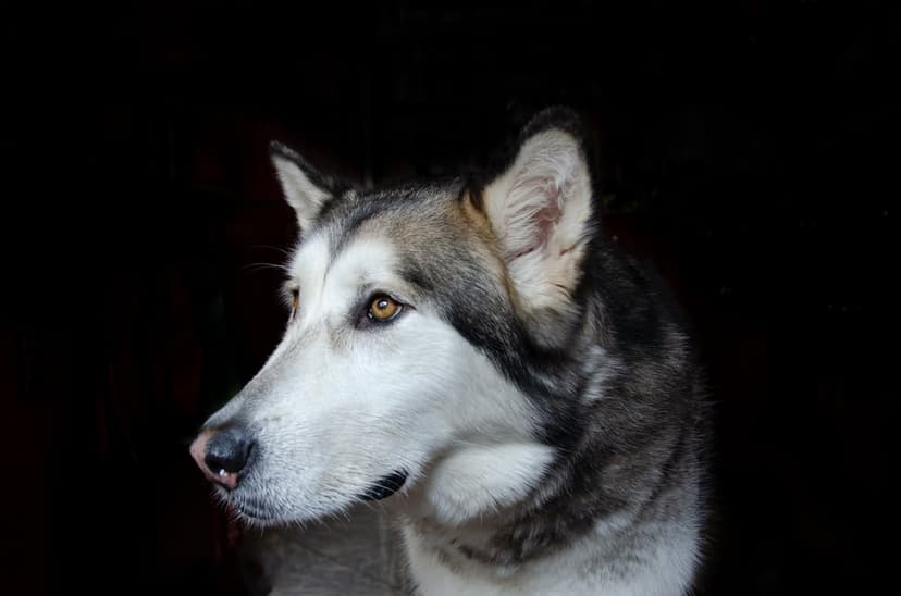 Alaskan Malamute dog with amber eyes and thick grey fur faces forward against a solid black background portrait.