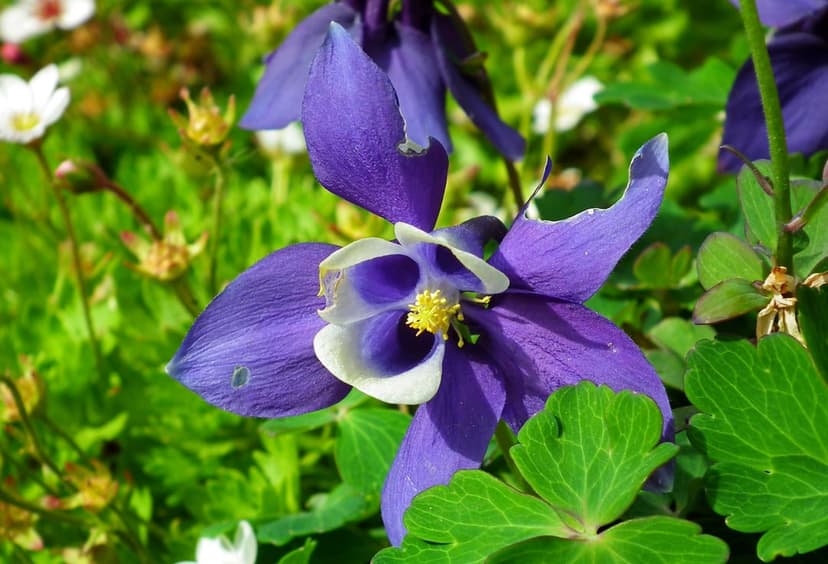 Purple Columbine flower with white and yellow center, featuring distinctive spurs against blurred green leaves.