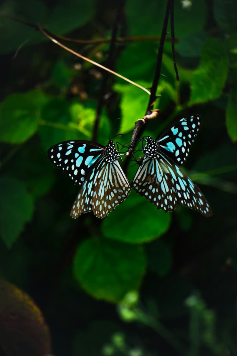 Two Blue Tiger butterflies with blue and white patterned wings perched on a twig against dark green foliage.