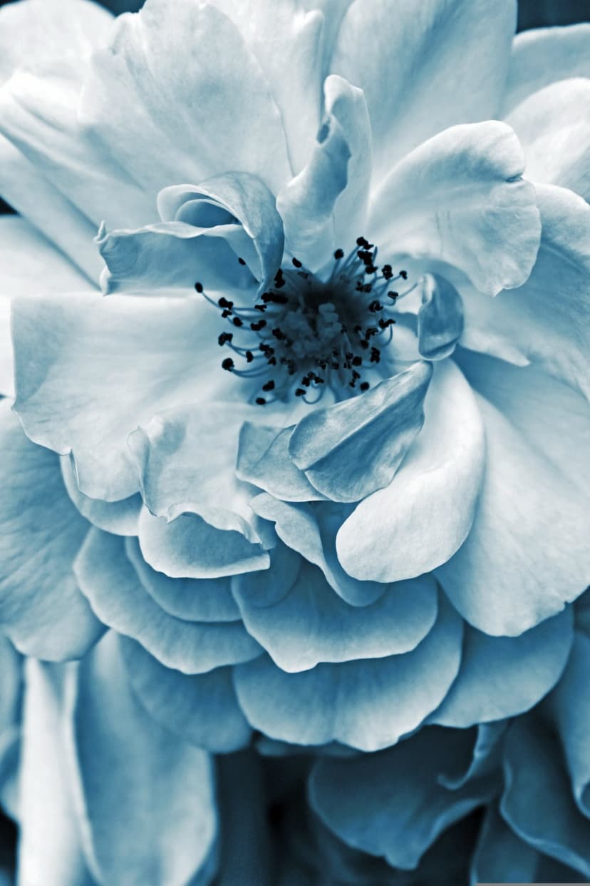 Pale blue rose petals unfurl in a macro shot showing detailed textures and a delicate central stamen.