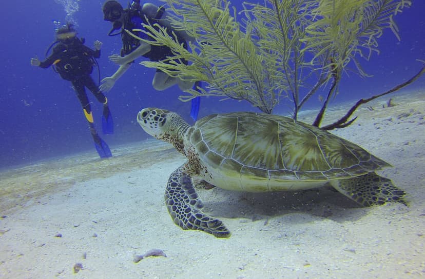 Green sea turtle swimming near two scuba divers and a vibrant coral reef in clear, sunlit tropical ocean water.