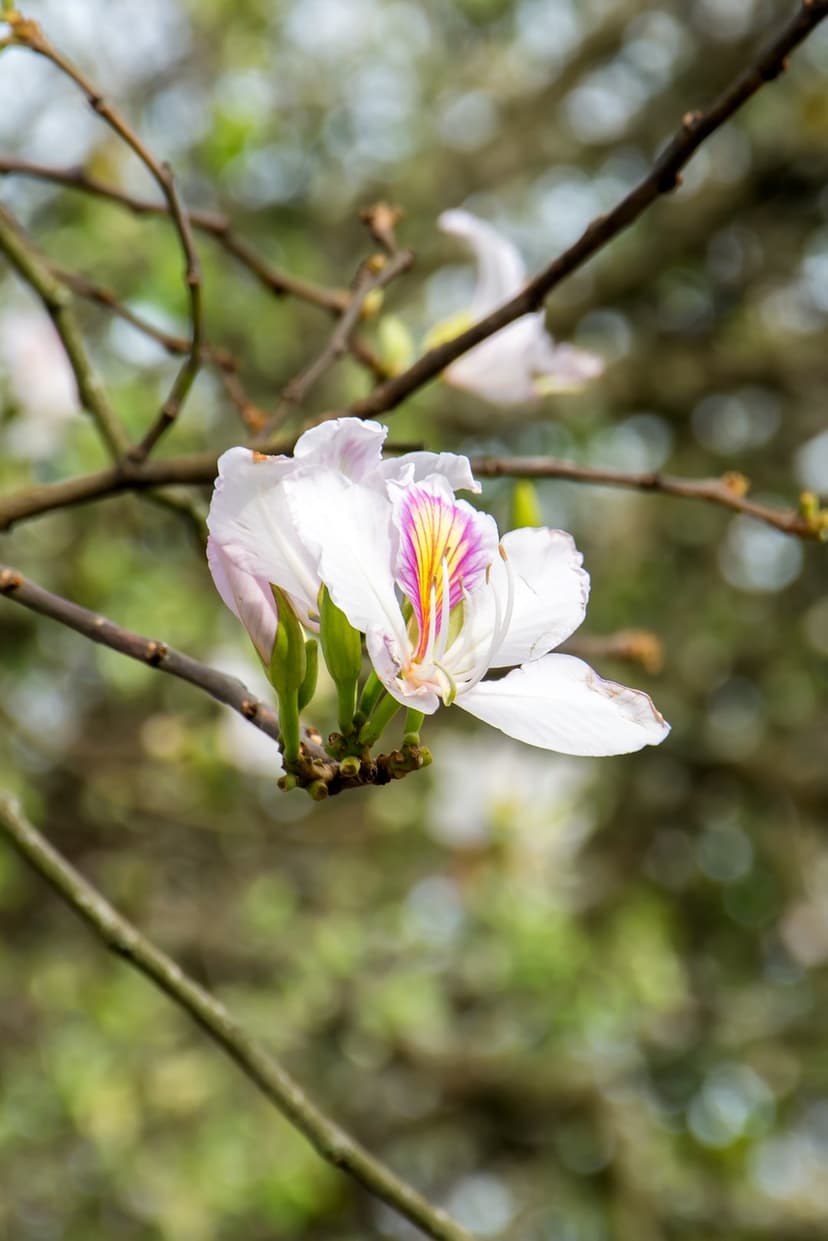 White Bauhinia flower with magenta center stripes and pink-tinged petals blooming on a blurred botanical branch.