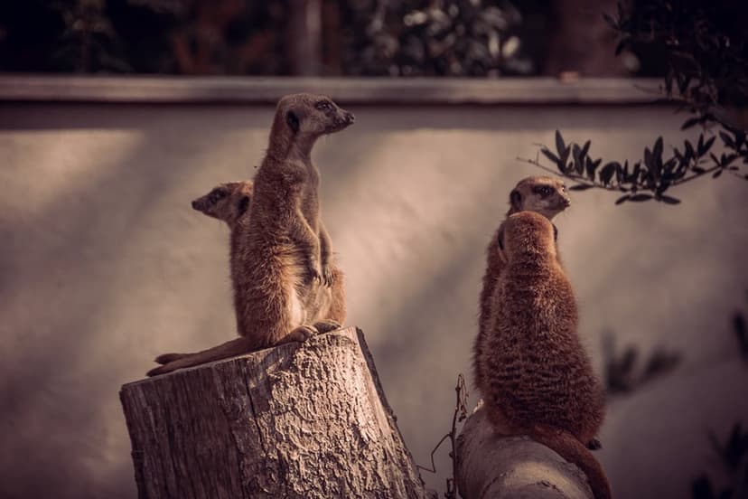 Three meerkats stand alert on a dry tree stump with a blurred desert background in this vertical wildlife scene.