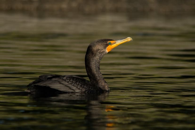 Cormorant bird with a bright yellow beak swims through rippling green water with its dark body partially submerged.