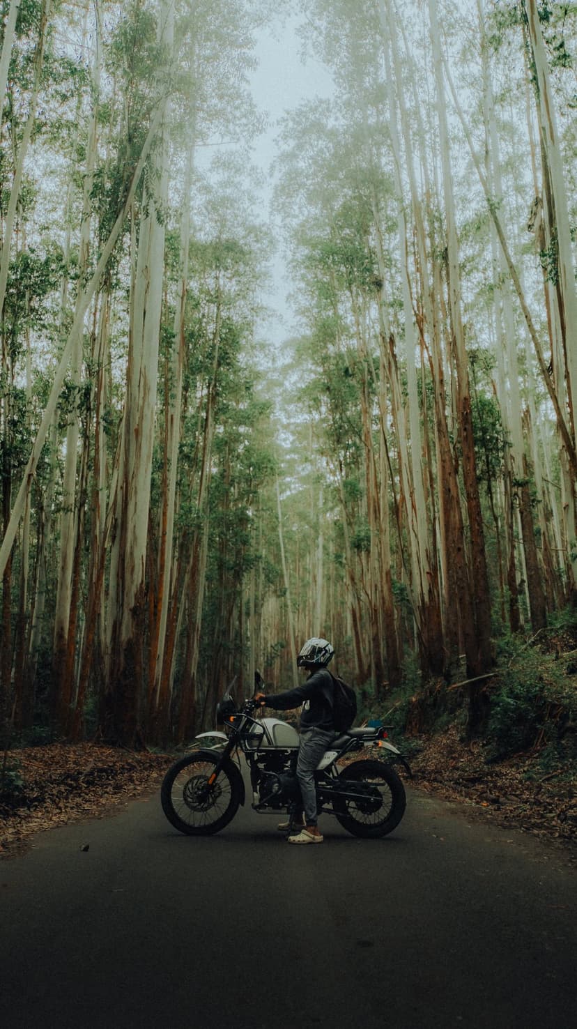 Motorcyclist in a helmet sits on a classic bike on a paved road flanked by tall, thin eucalyptus trees in the mist.