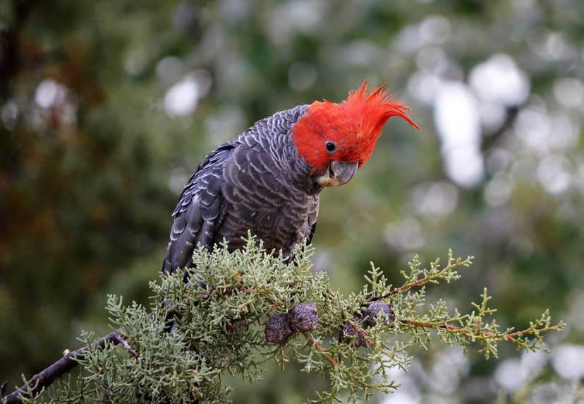 Gang-gang cockatoo with a bright red crest and grey feathers perches on a needle-covered conifer branch.