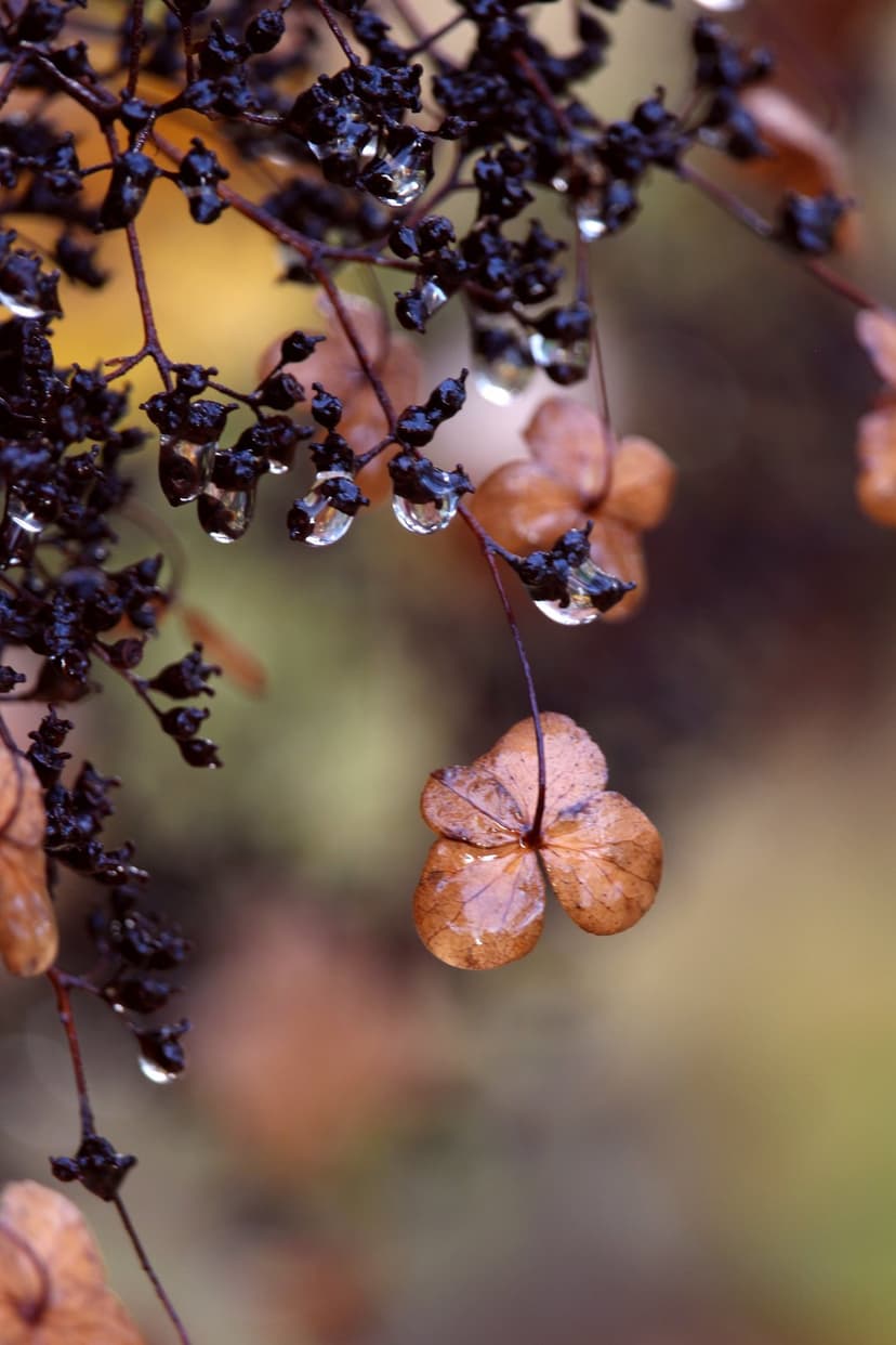 Dried hydrangea flower with clear raindrops on copper petals against a blurred brown and gold autumn background.