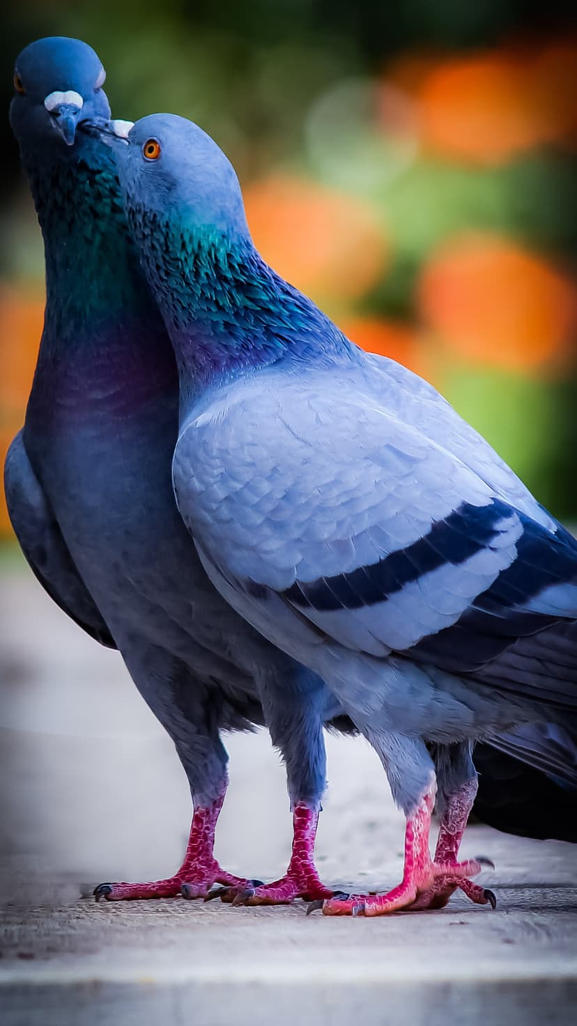 Two grey pigeons with iridescent necks and pink legs nuzzle together on a bench against blurred autumn leaves.