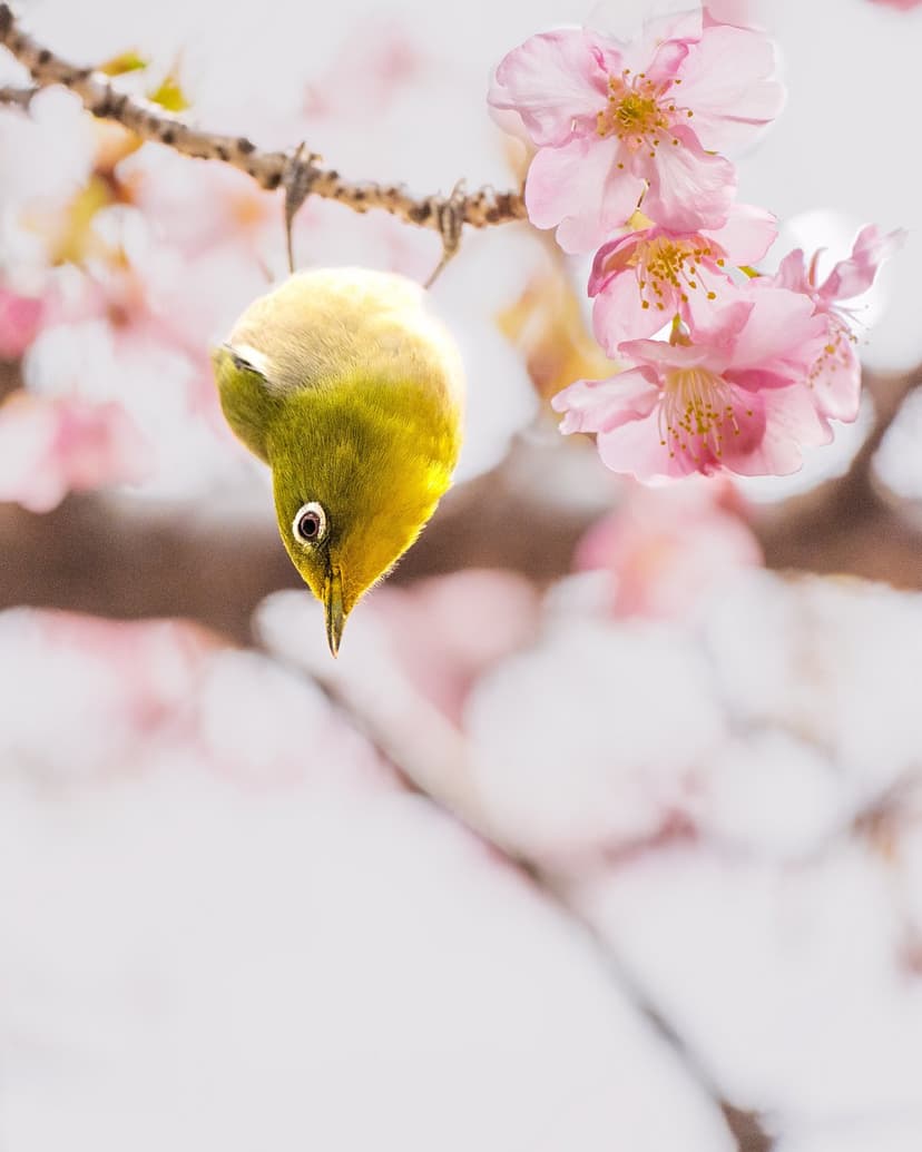 Yellow bird hanging upside down from a pink cherry blossom branch against a soft, blurred spring background.