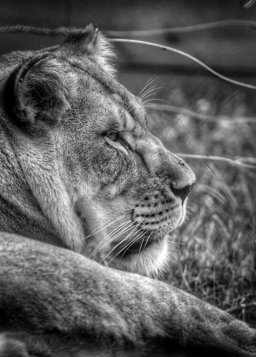Lioness in a side profile view showing detailed fur and whiskers in a black and white wildlife close-up portrait.