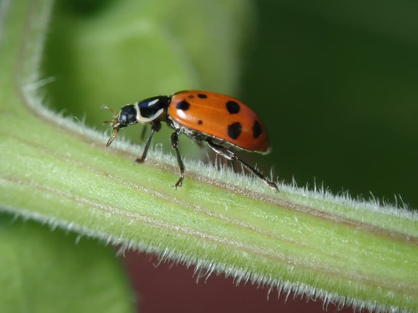 Orange ladybug with black spots walking on a hairy green plant stem against a blurred green background.