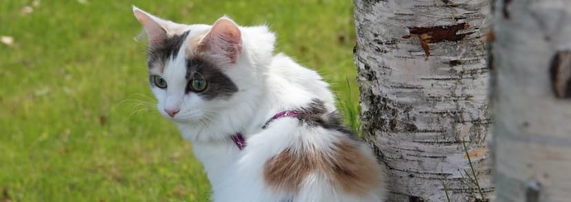 Calico cat with green eyes sits by a white birch tree in a green garden, its tail curled around its paws.