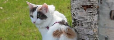 Calico Cat in Garden Near Birch Tree