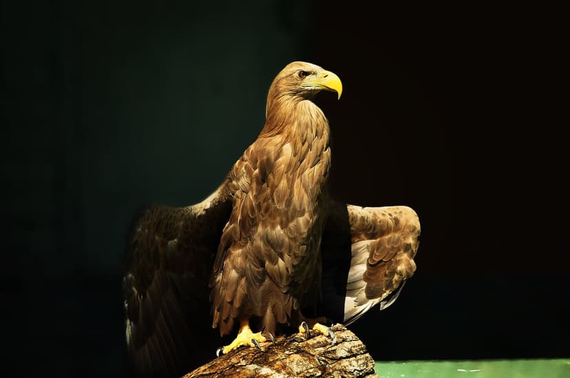 Eagle with wings partially spread perches on weathered wood, showing sharp yellow beak and dark brown feathers.