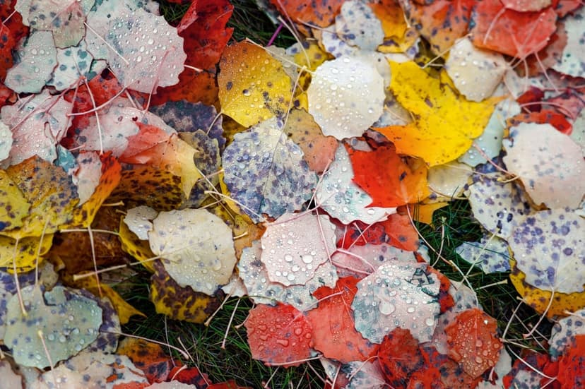 Red and yellow autumn leaves covered in tiny water droplets lie scattered across a green grassy forest floor.