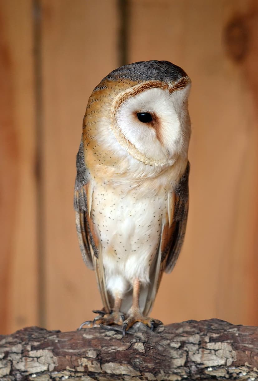 Barn Owl with a heart-shaped face perches on a textured branch against a vertical wooden plank backdrop.