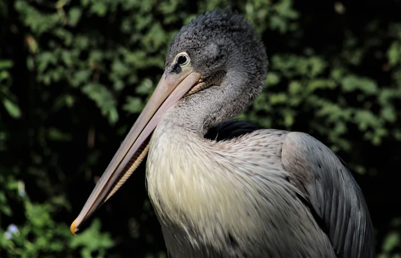 Dalmatian Pelican with a fluffy gray head and long orange-tinged beak rests against a blurred green background.