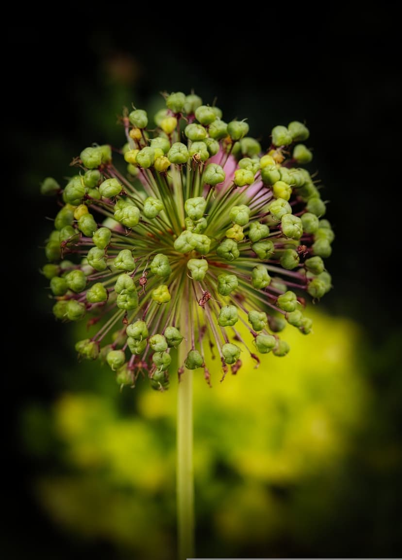 Tight cluster of green allium flower buds forming a spherical shape against a dark, blurred garden background.
