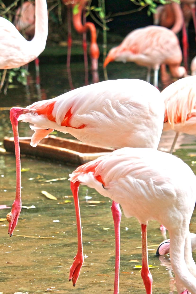 Long pink flamingo legs stand in shallow pond water with soft white feathers and green tropical leaves behind.