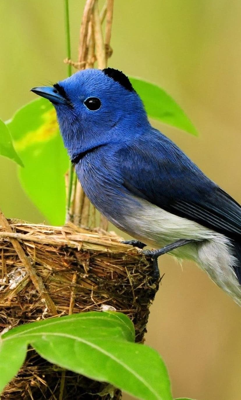 Blue bird with a black cap and gray chest perches on a twig nest surrounded by soft-focus green leaves.