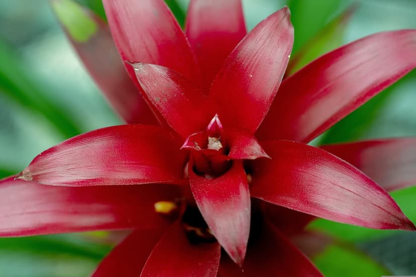 Red bromeliad flower petals with glossy textures and a yellow center against a blurred green leafy background.