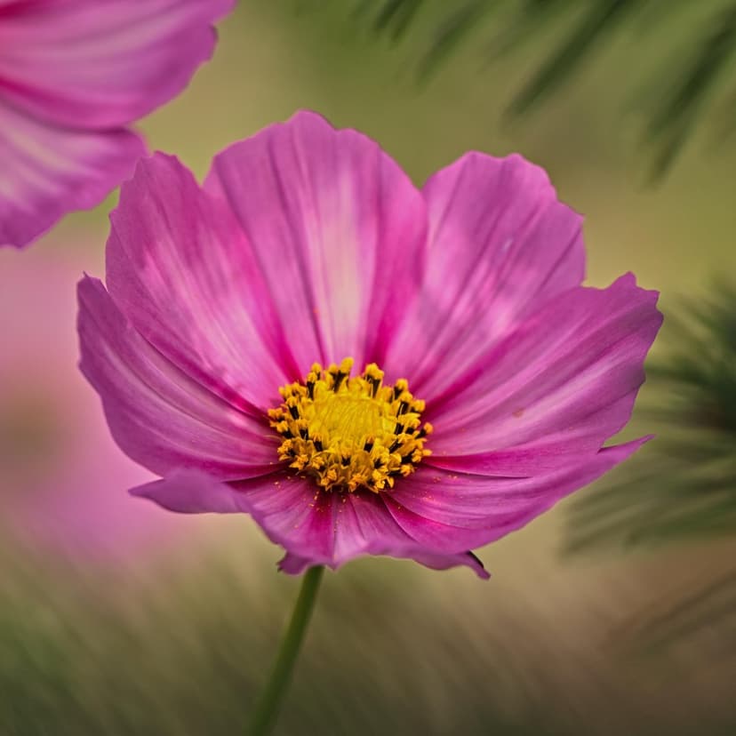 Pink cosmos flower featuring magenta petals and a golden center set against a soft green bokeh garden backdrop.