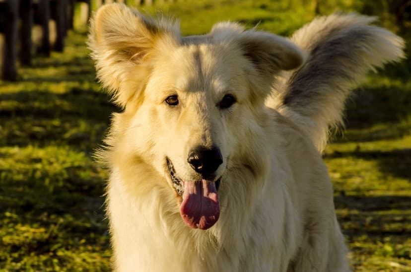 Fluffy golden Shepherd mix dog pants with its tongue out in a sun-drenched field with a soft bokeh forest.