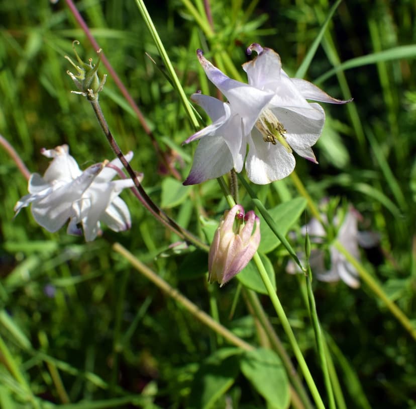 White columbine flowers with spurred petals and yellow stamens bloom in a bright, sunlit green meadow scene.