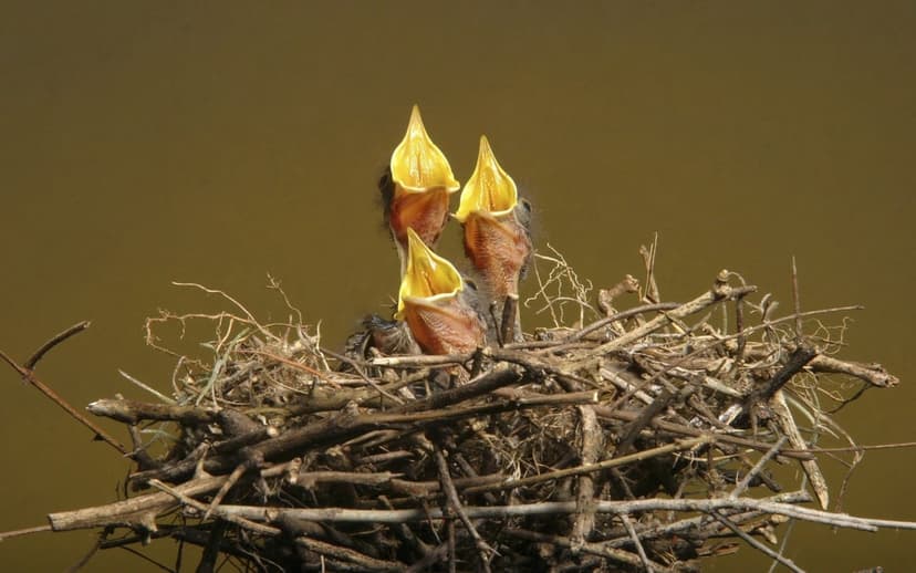 Three baby birds with open yellow beaks sit inside a woven twig nest against a soft blurred background.