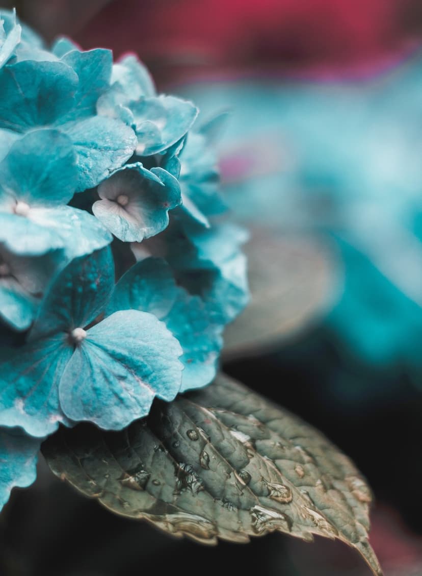 Blue hydrangea petals covered in translucent water droplets rest above a green leaf with a soft bokeh background.