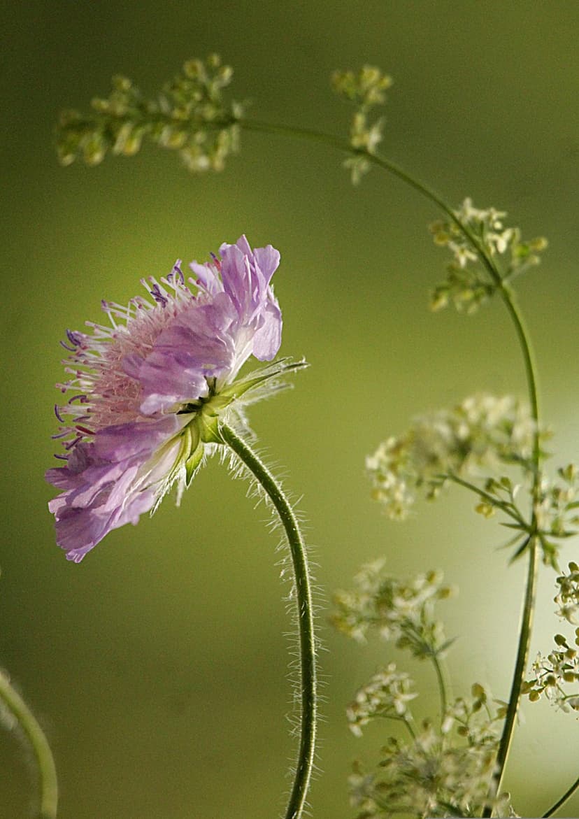 Purple wildflower with fuzzy stems and delicate petals rests against a blurry green and white garden background.